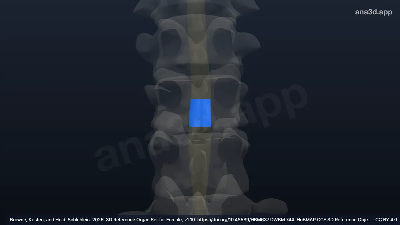 3D model: first lumbar spinal cord segment