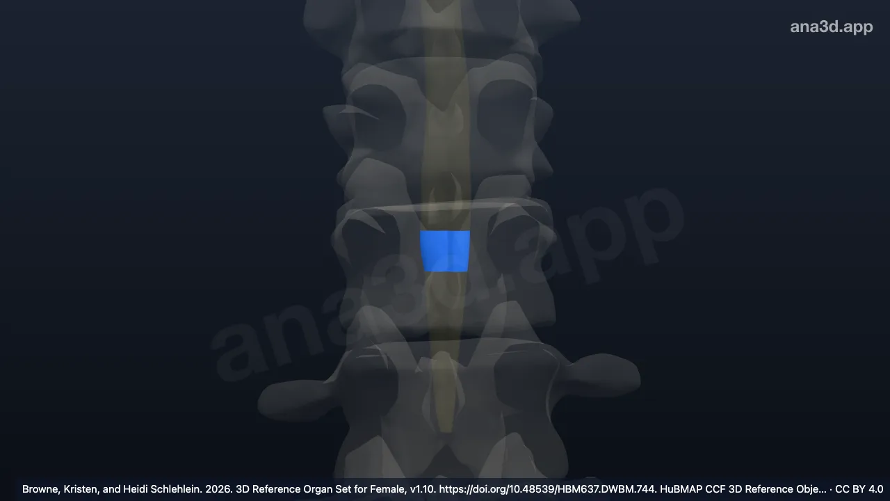 3D model: third lumbar spinal cord segment