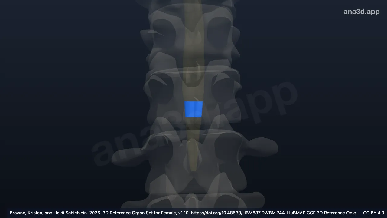 Modelo 3D: Cuarto segmento lumbar de la médula espinal