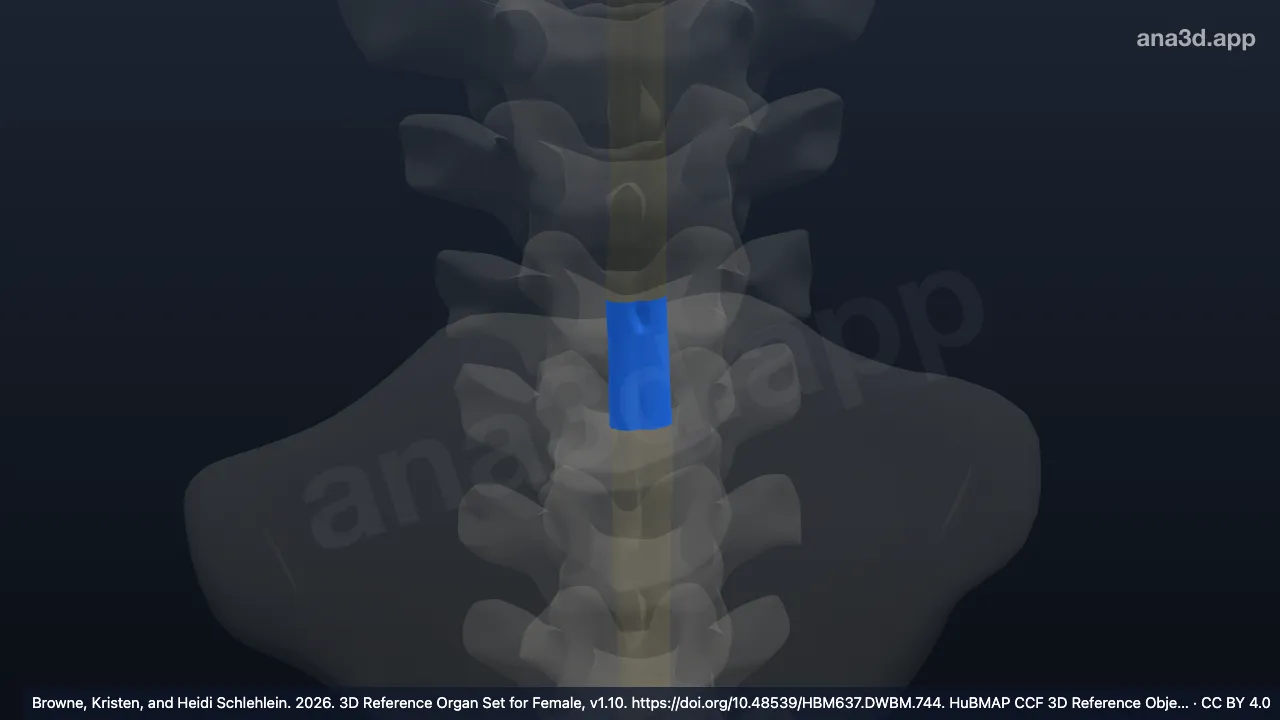 Modèle 3D : 4e segment thoracique de la moelle spinale
