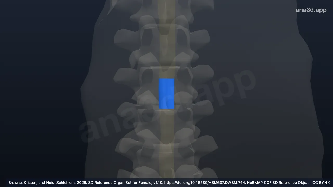 Modèle 3D : 8e segment thoracique de la moelle spinale