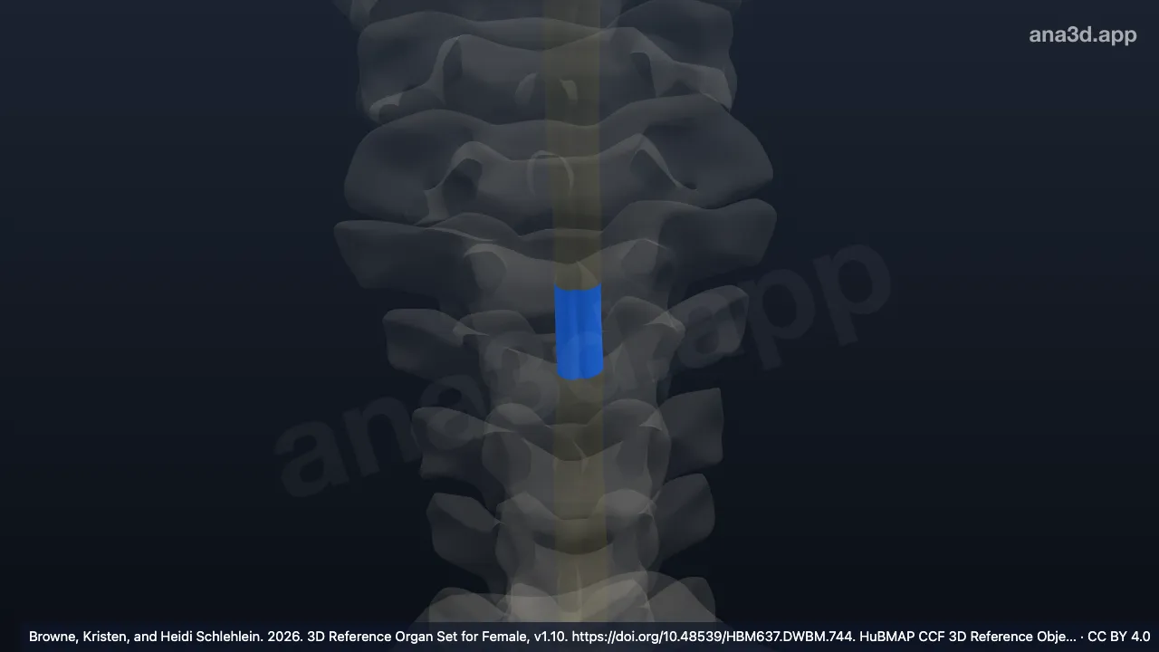 Modelo 3D: Segundo segmento torácico da medula espinal