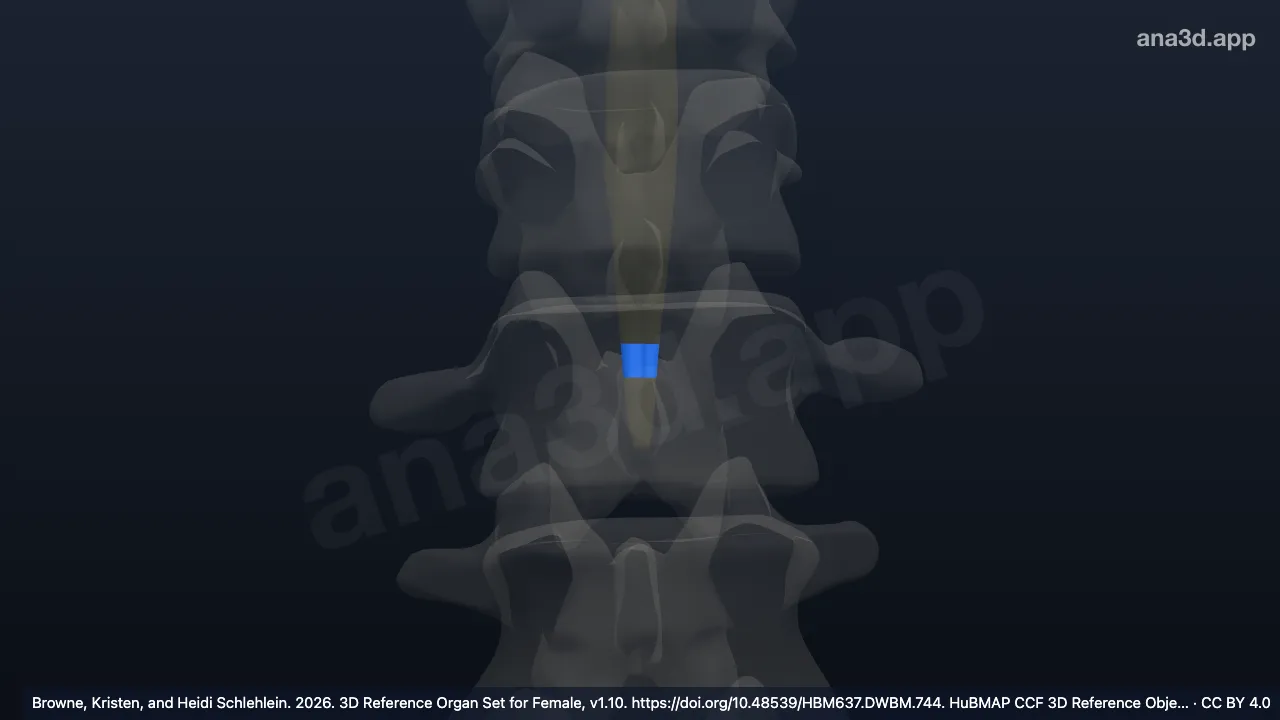 Modelo 3D: Segundo segmento sacral da medula espinal