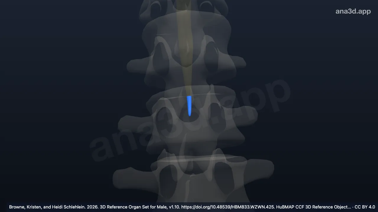3D model: fifth sacral spinal cord segment