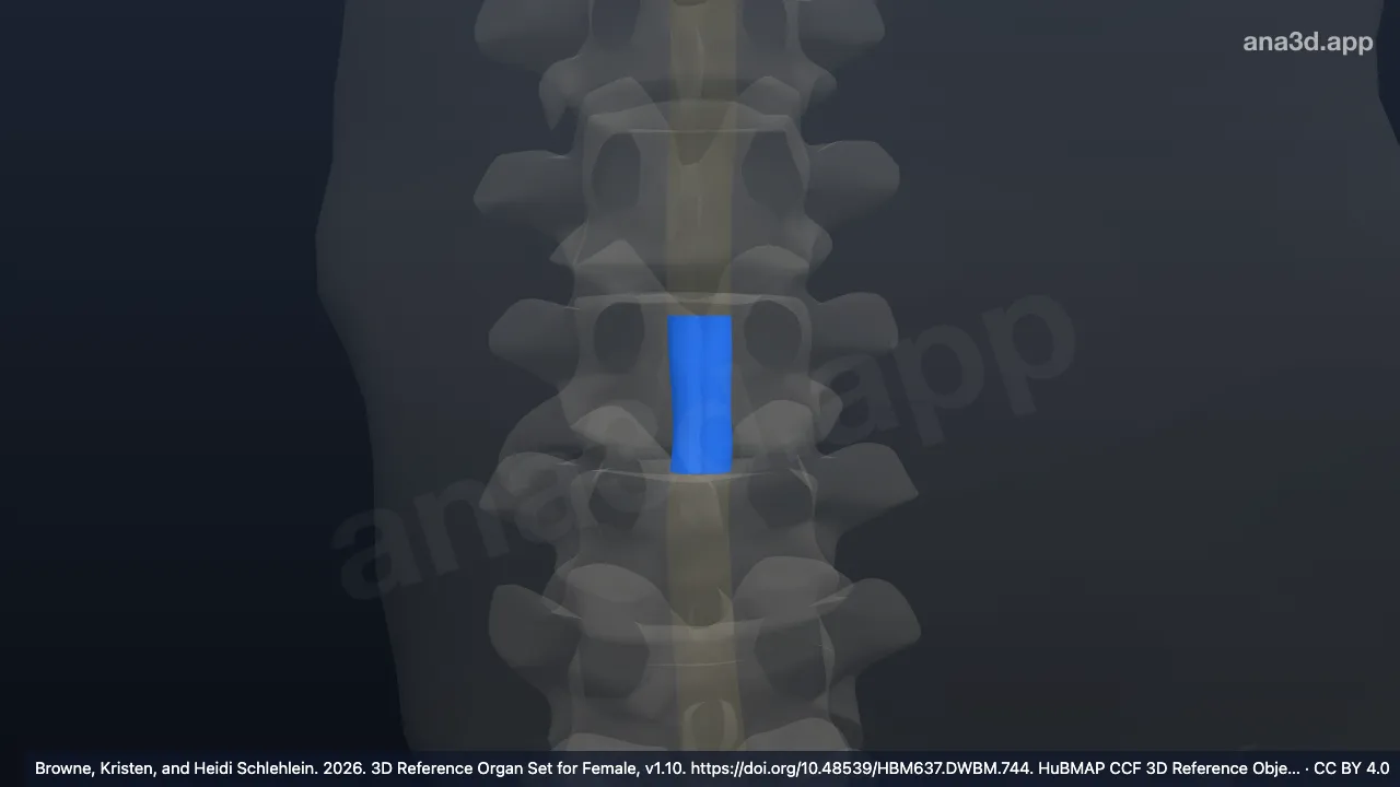 Modèle 3D : 9e segment thoracique de la moelle spinale