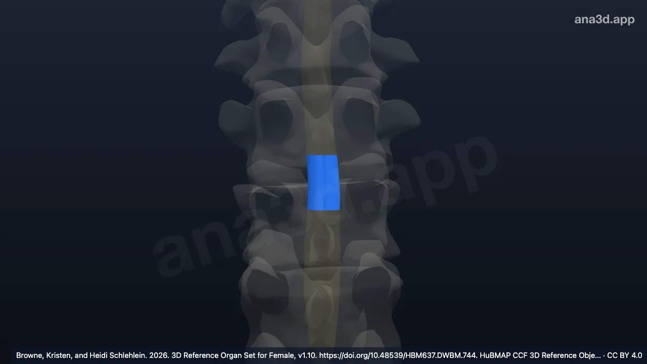 Modèle 3D : 12e segment thoracique de la moelle spinale