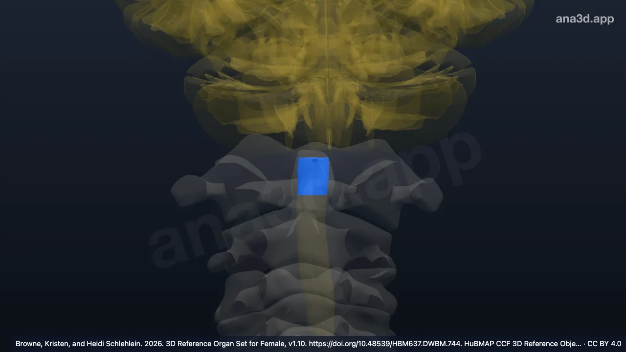 3D model: C1 segment of cervical spinal cord