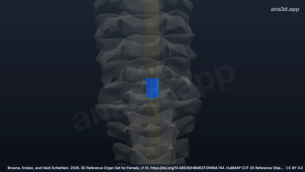 3D model: C8 segment of cervical spinal cord