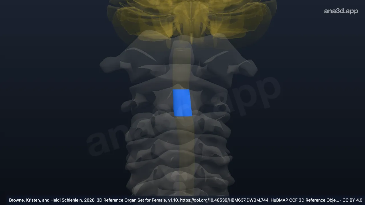 3D model: C3 segment of cervical spinal cord