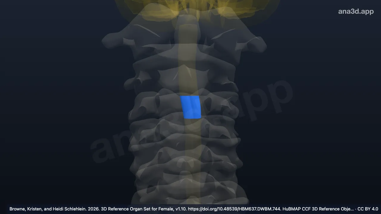 3D model: C4 segment of cervical spinal cord