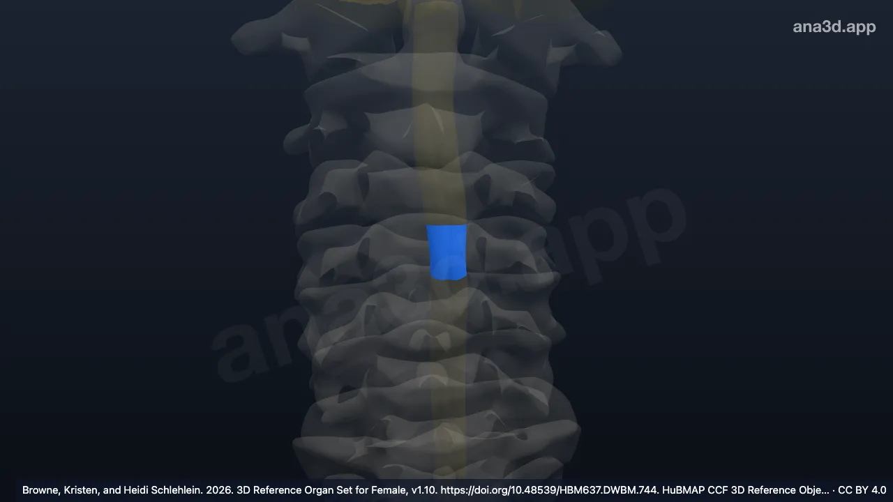 3D model: C5 segment of cervical spinal cord