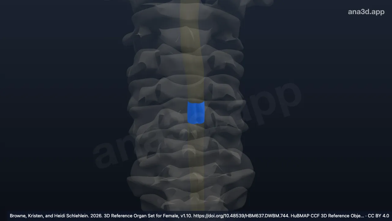 3D model: C6 segment of cervical spinal cord