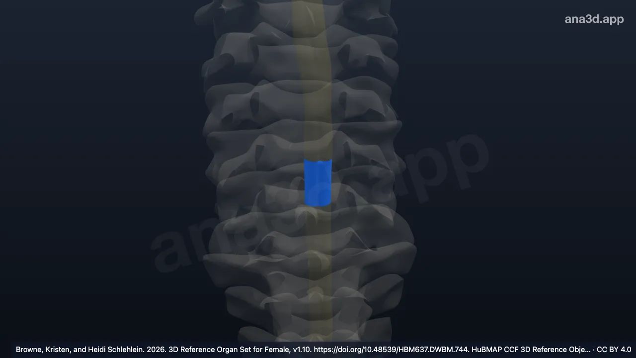 3D model: C7 segment of cervical spinal cord