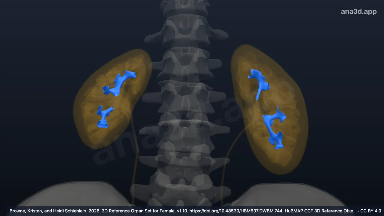 3D model: kidney calyx