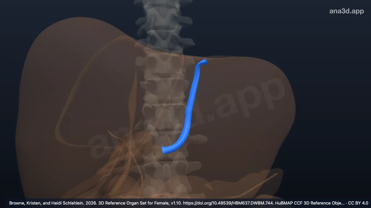 3D-Modell: Ligamentum venosum