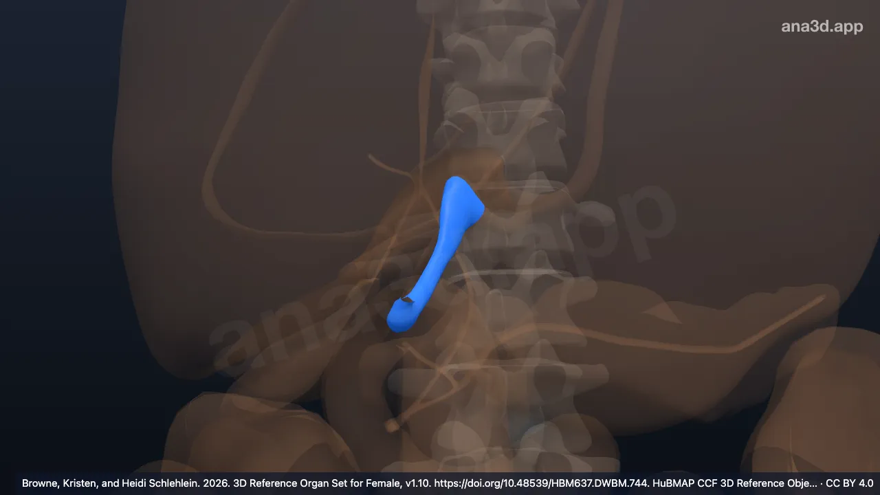 3D model: round ligament of liver