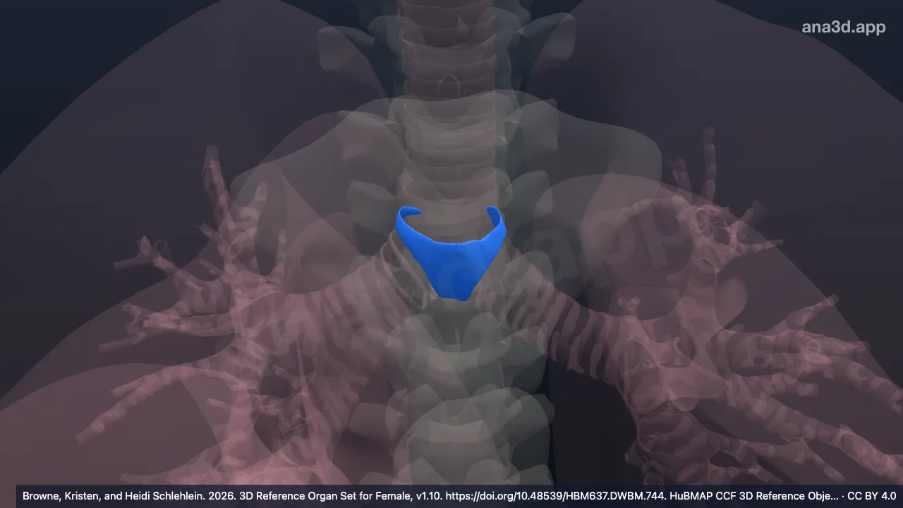 Modelo 3D: carina de la tráquea