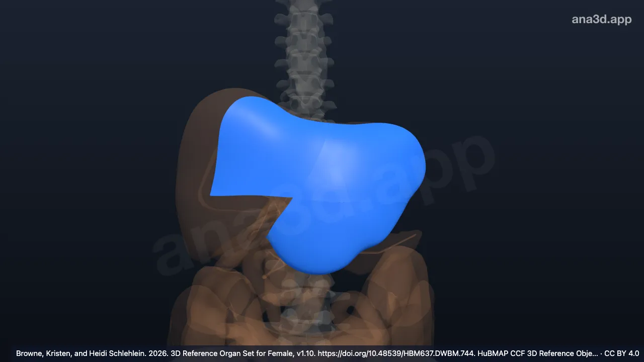 3D-Modell: Linker lateraler Leberlappen