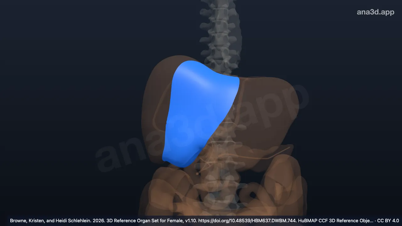 Modelo 3D: Lobo medial esquerdo do fígado