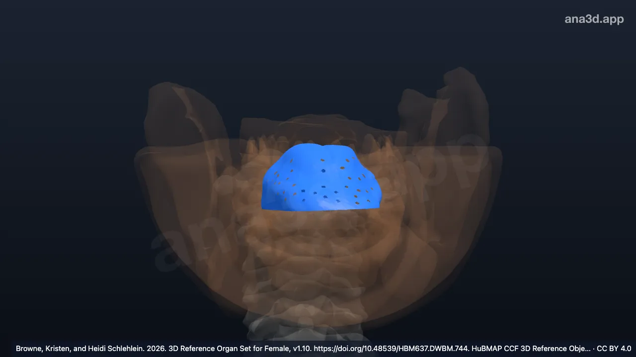 3D-Modell: Obere Fläche der Zunge