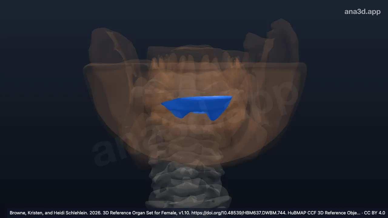 Modèle 3D : Face inférieure de la langue