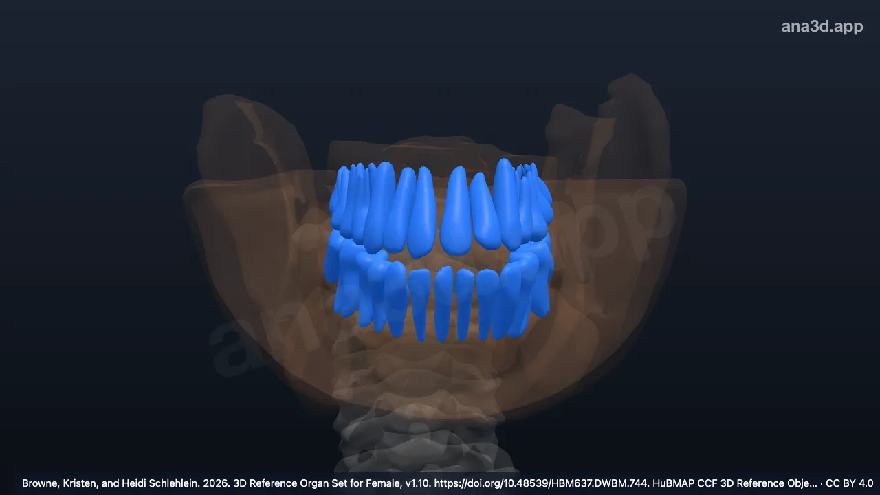3D model: tooth row