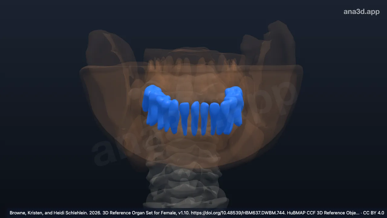 3D model: lower teeth