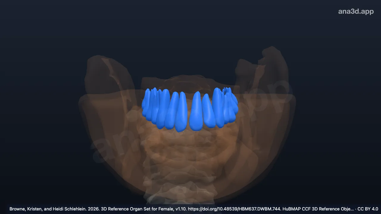 3D model: upper teeth