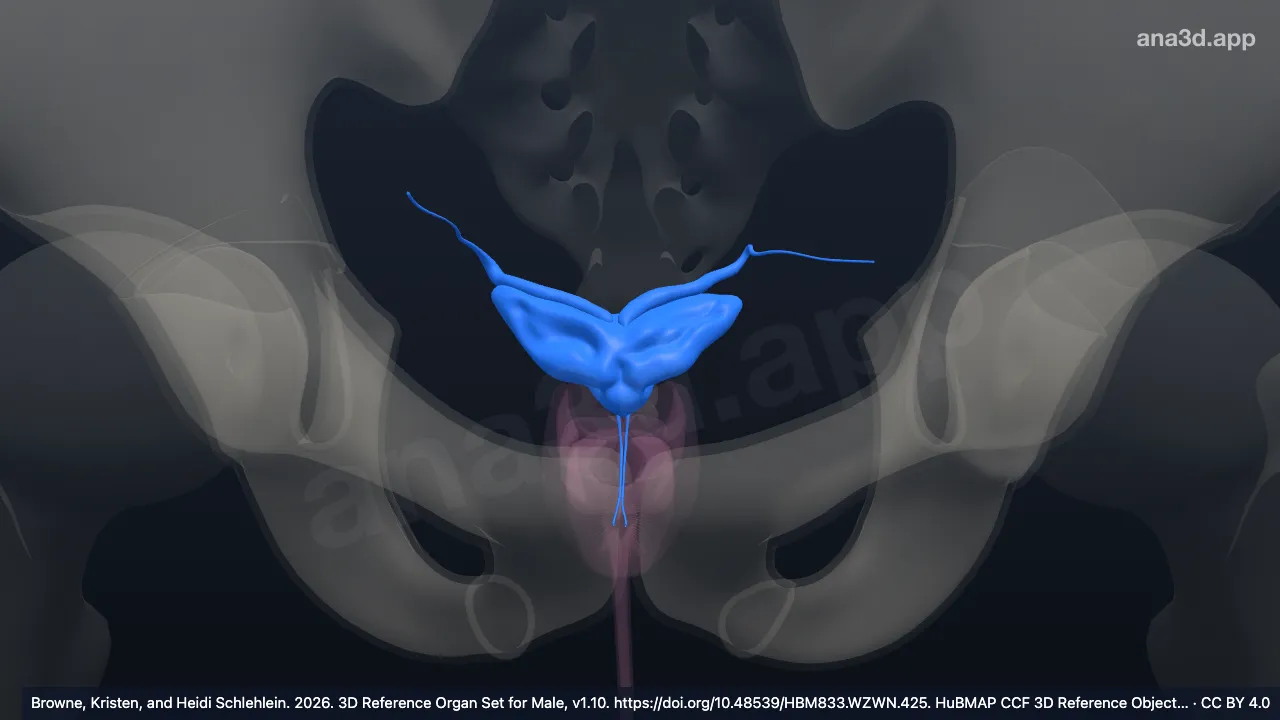 3D model: male genital duct