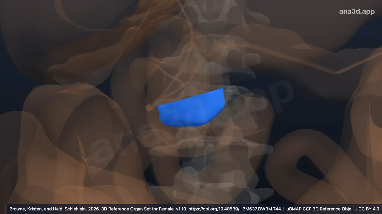 3D-Modell: Processus uncinatus des Pankreas