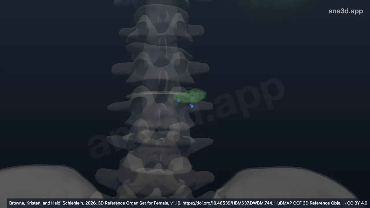 3D 모델: 들림프관