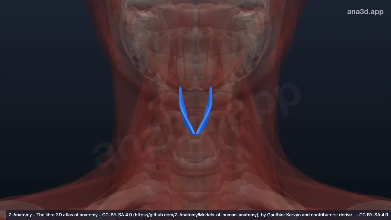 Model 3D: Bagian tiroepiglotika otot tiroaritenoideus