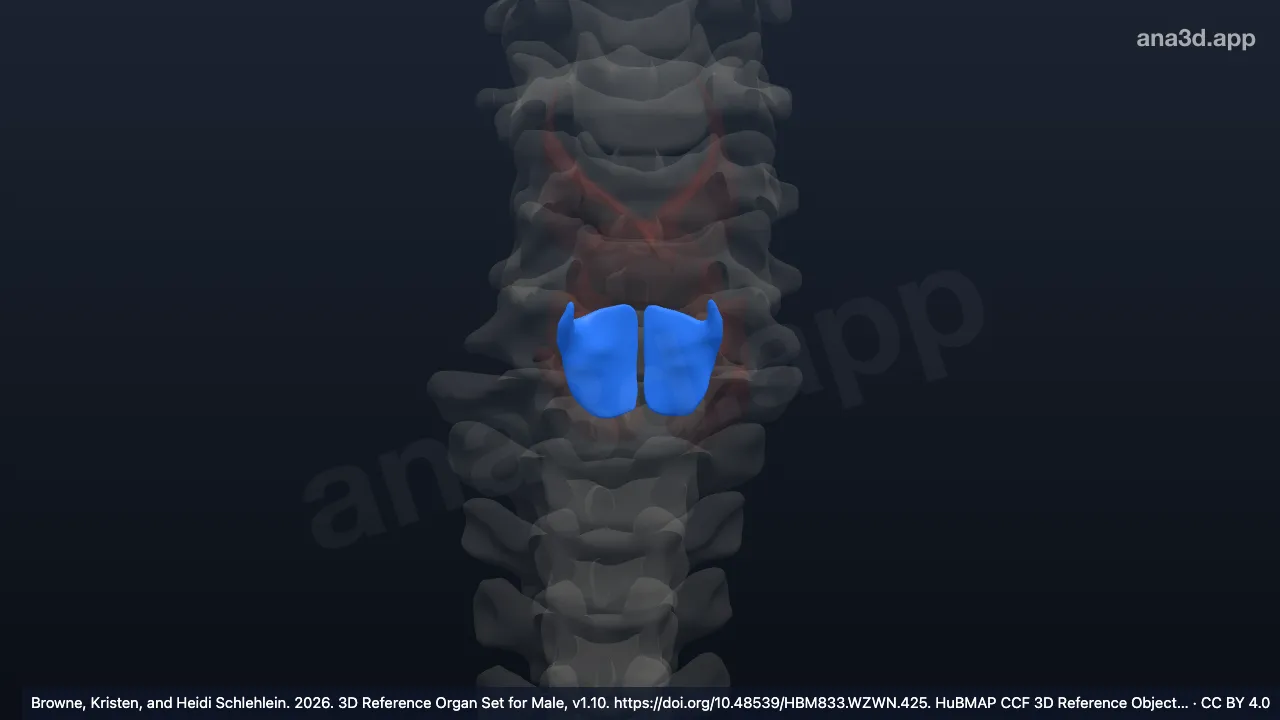 3D model: crico-arytenoid muscle