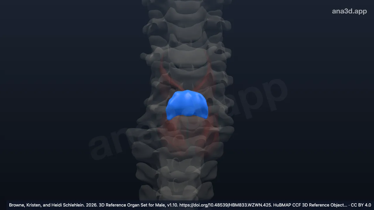 3D model: arytenoid muscle