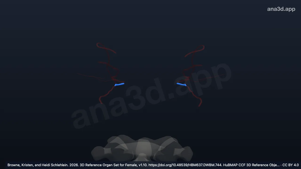 3D 모델: 눈정맥