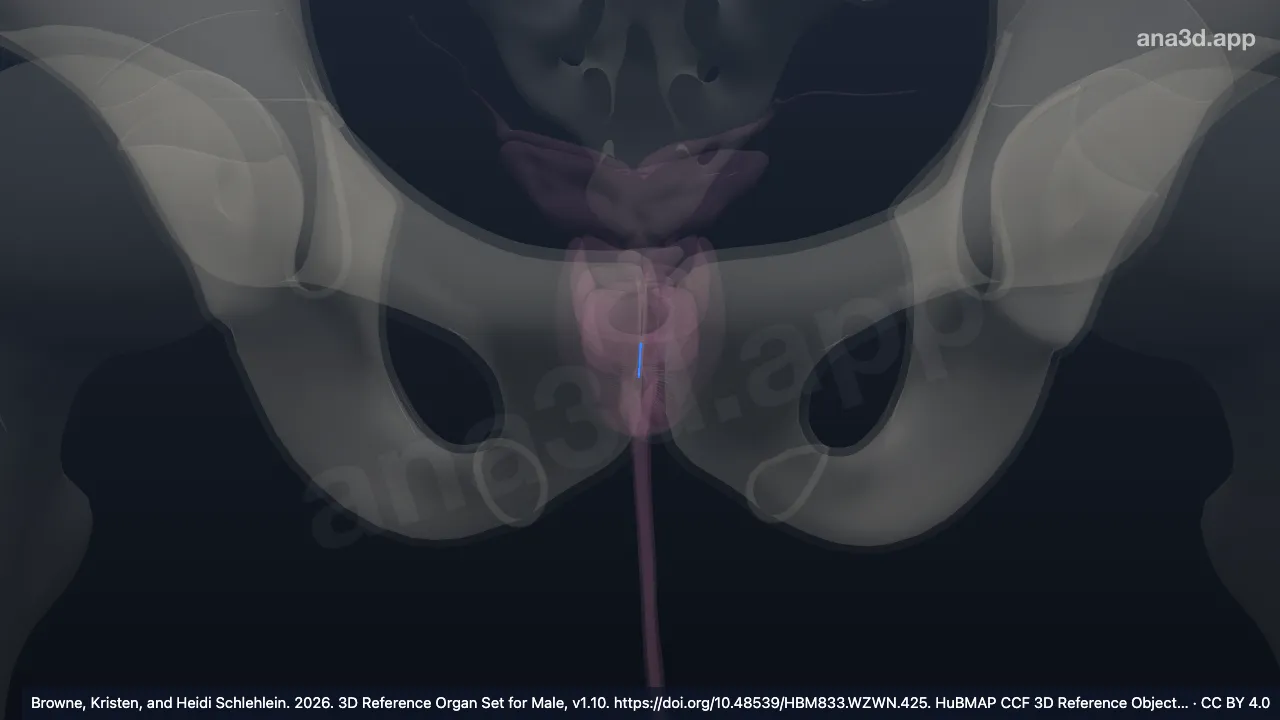 3D-Modell: Utriculus prostaticus