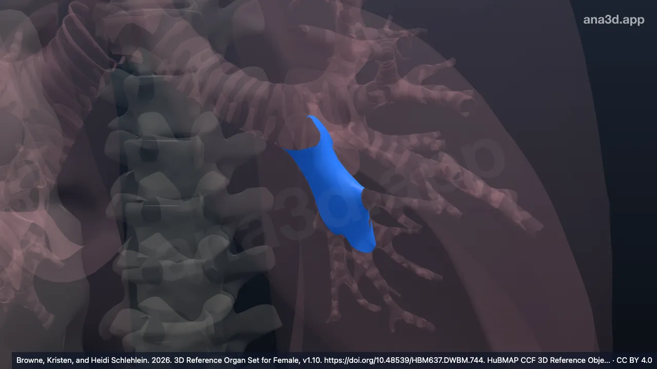 3D 模型：左肺下叶支气管