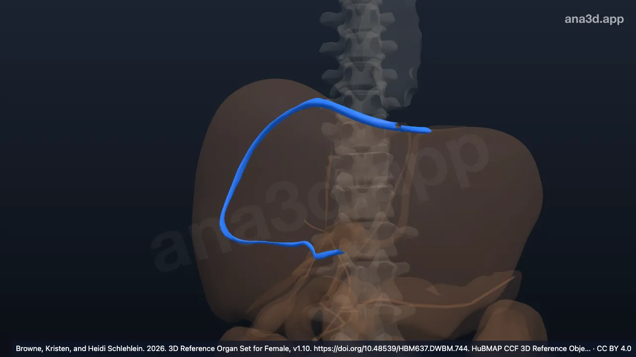 Modelo 3D: Ligamento coronario