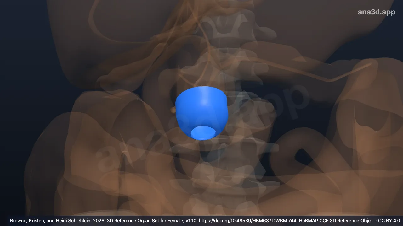 Model 3D: Ampula duodeni