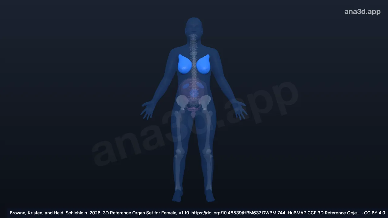 Model 3D: Lapisan sistem integumen