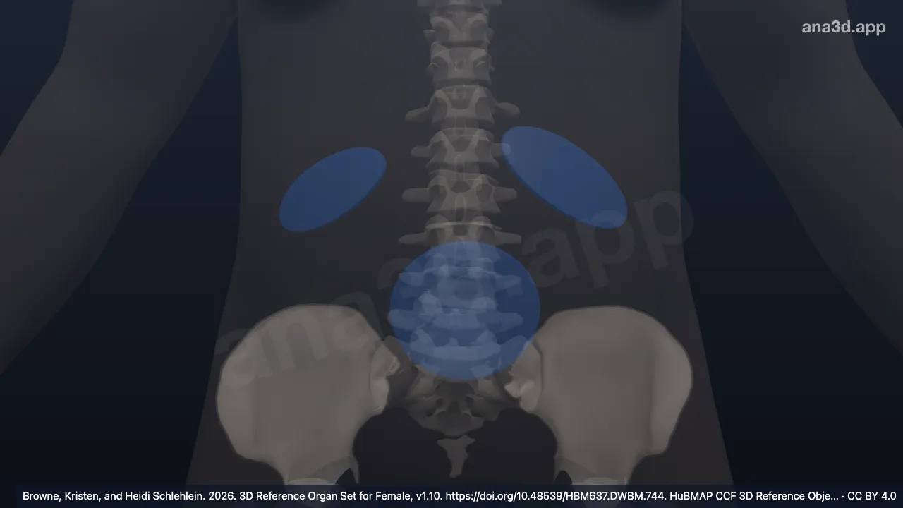 Modelo 3D: Tejido adiposo abdominal subcutáneo
