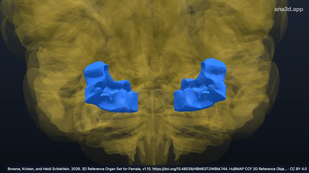 3D model: inferior occipital gyrus