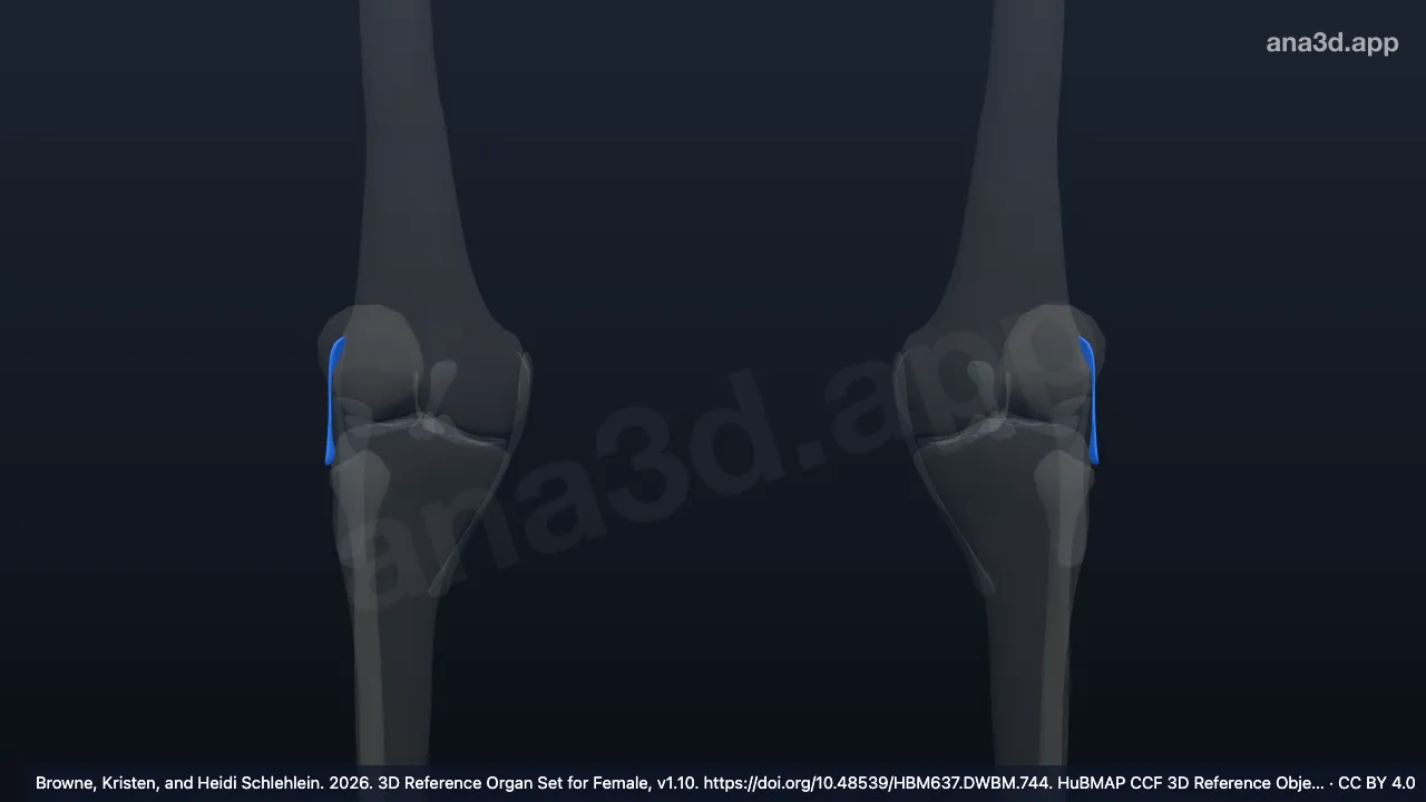 3D model: anterolateral ligament of knee