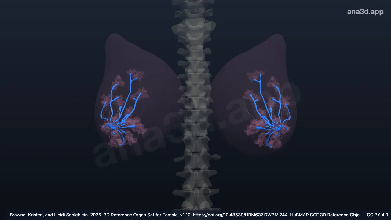 3D model: main lactiferous duct