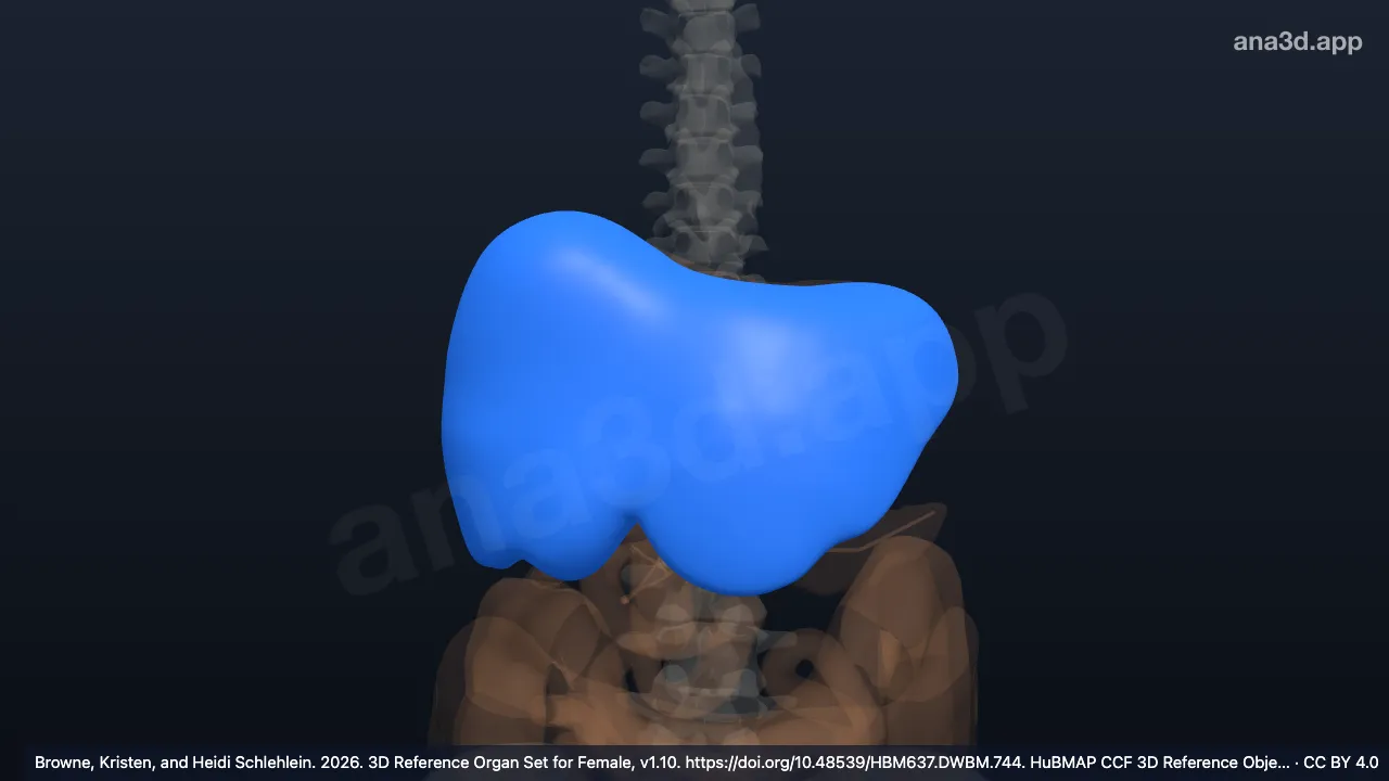 Modelo 3D: Cápsula del hígado