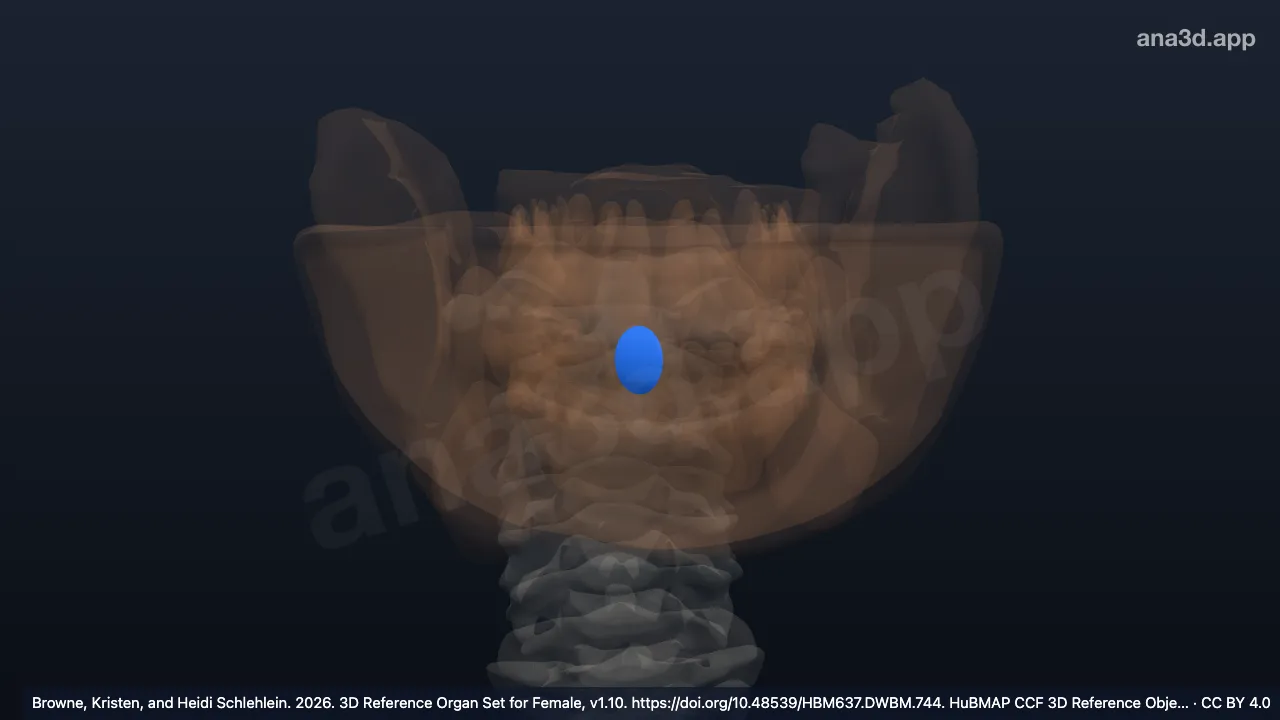 Modelo 3D: Frenillo del labio superior