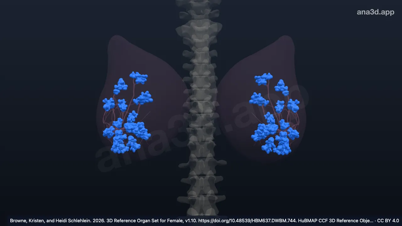 3D model: mammary lobe