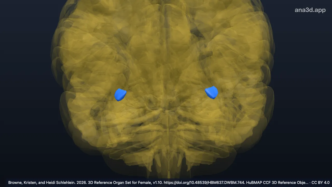 3D model: optic radiation