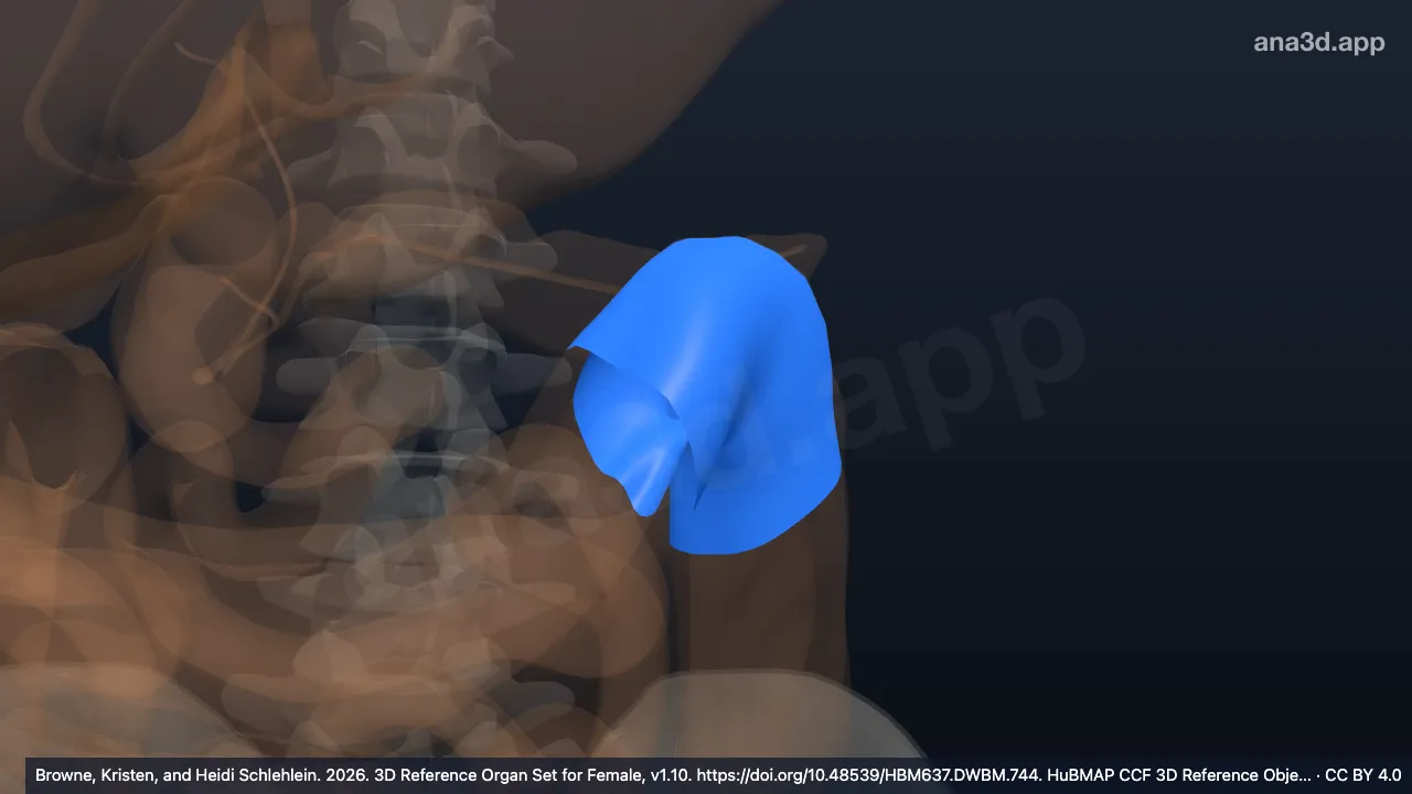 Modèle 3D : angle splénique