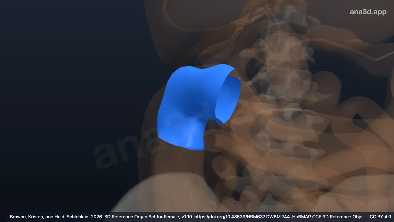 3D-Modell: Flexura hepatica des Kolons